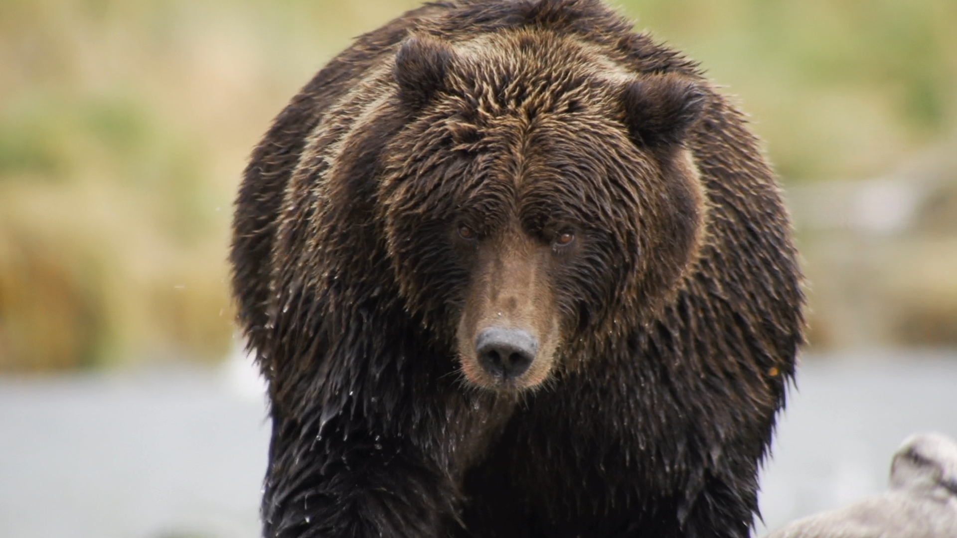 Bear Like Der BÄr In Mir Banff Centre